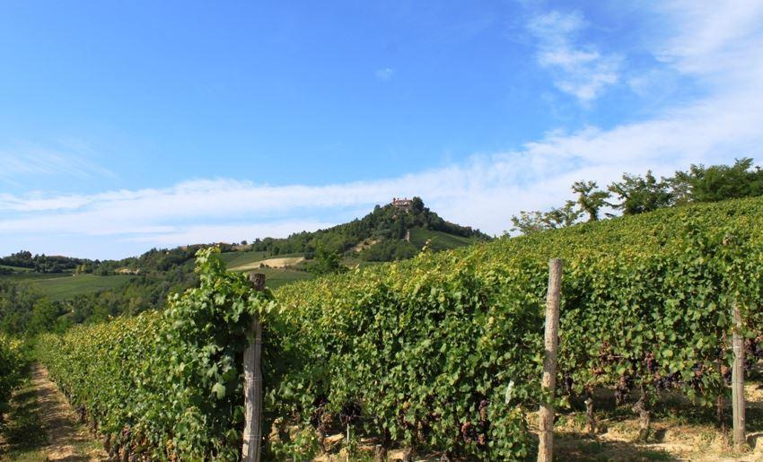 Nebbioloreben ind der Langhe